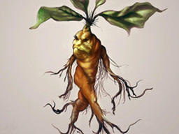 mandrake