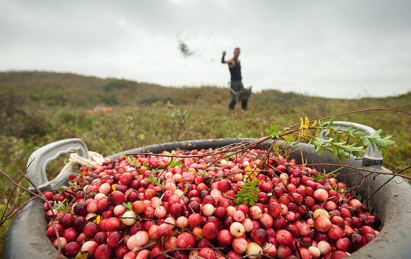 Cranberries Terschelling